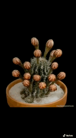 Captivating Cactus and Striking Succulents - 38 in a series - Wow what a bloom!  via PlantsBringMeJoy on Tiktok