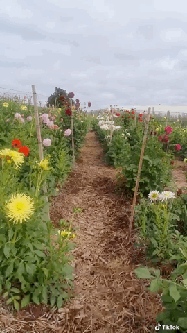 Dazzling Dahlias - 31 in a series - When Your Dream Of Creating A Flower Farm Comes True via  @sam.and.wildvioletgarden on TikTok