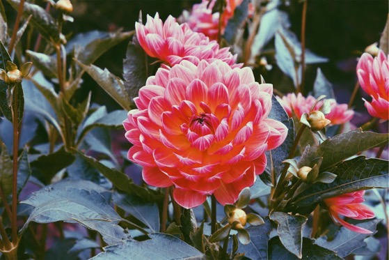 Dazzling Dahlias - 30 in a series -  Pink Dahlia via Bernadette Chicklo on Flickr