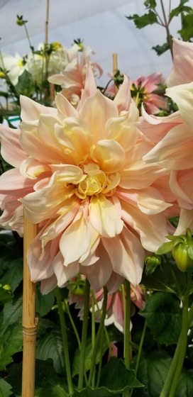 Dazzling Dahlias - 29 in a series -  Discover Otto’s Delight, a Dinnerplate Dahlia in delicate peach tones via B Town Blog