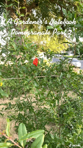 In the garden...Pomegranate Part 2 [Video]