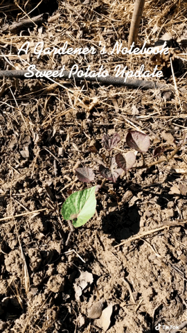 In the garden...Sweet Potato Update  [Video]