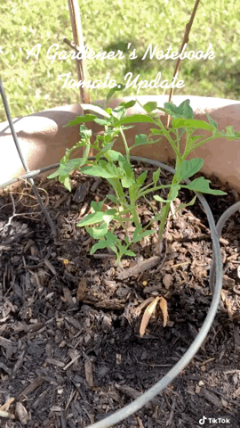 In the garden...Tomato Update via TikTok [Video]
