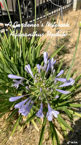 In the garden...Agapanthus Update [Video]