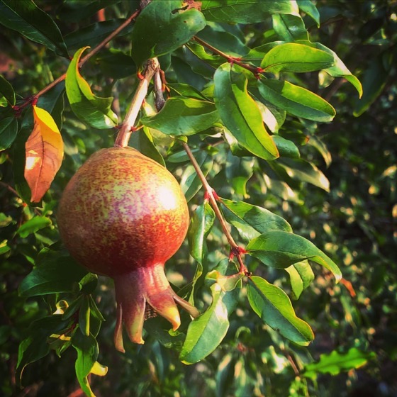 Pomegranate Growing via Instagram