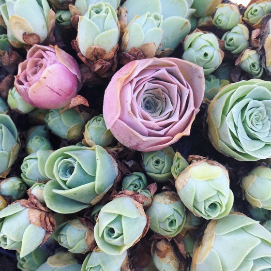 Captivating Cactus and Striking Succulents - 35 in a series - Everything You Need to Know About Rose Succulents—Including Where to Find Them and How to Care for Them via Martha Stewart