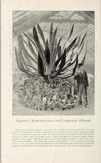 Historical Seed Catalogs:  W.J. Hesser's catalogue and price list of dracenas, palms, yuccas, greenhouse plants, agaves, shrubs and small fruits ((1892) - 65 in a series