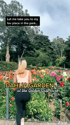 Dazzling Dahlias - 34 in a series - Dahlia Garden At Golden Gate Park via Millie Lai on TikTok [VIdeo]