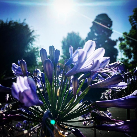 Agapanthus Flowers In The Sun via Instagram