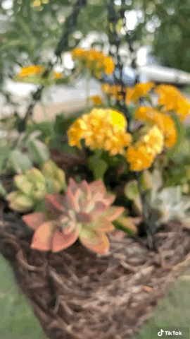 Succulents in the Garden in Slow Motion via TikTok [Video]