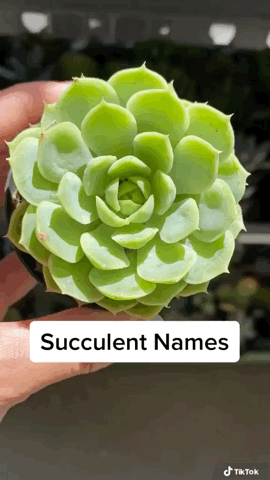 Captivating Cactus and Striking Succulents - 42 in a series - A Variety of Succulents via TheHappyPlant on TikTok [Video]