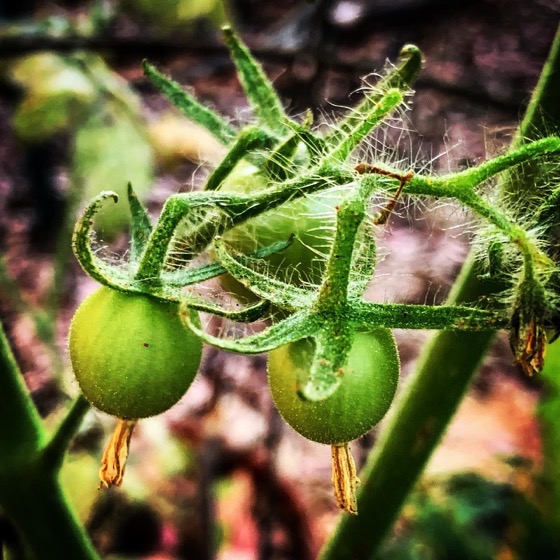 Tomatoes Coming On via Instagram