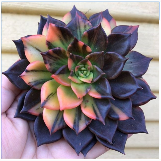 Captivating Cactus and Striking Succulents - 45 in a series - Echeveria 'Black Prince via Succulent City on Instagram