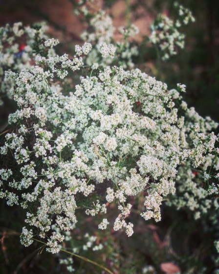 Buckwheat Flowers In The Garden via Instagram