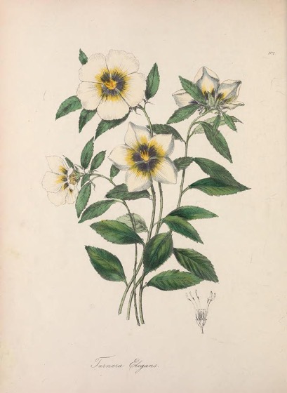 Historical Garden Books - 89 in a series - The floral cabinet and magazine of exotic botany (1837)