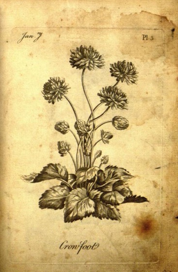 Historical Garden Books - 87 in a series - The florist :containing sixty plates of the most beautiful flowers... (1760)
