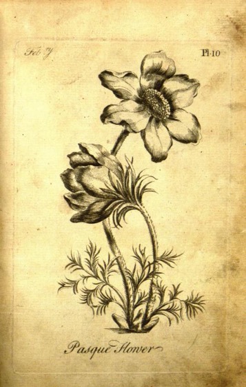 Historical Garden Books - 87 in a series - The florist :containing sixty plates of the most beautiful flowers... (1760)