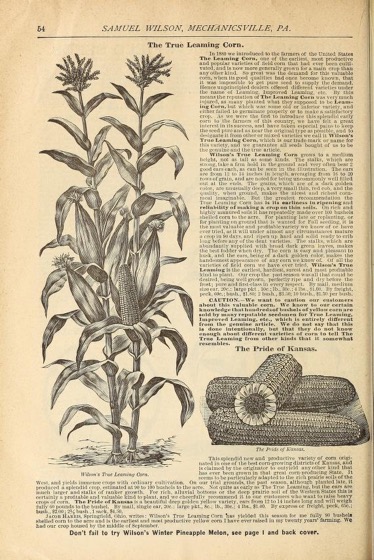 Historical Seed Catalogs - 71 in a series - Wilson's 15th annual price list and catalogue of fresh and reliable garden, field, and flower seeds (1891)