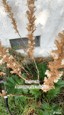 Acanthus in the Garden from A Gardener’s Notebook via TikTok [Video]