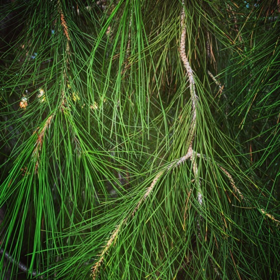 Black Pine Needles via Instagram