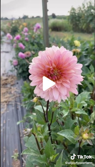 Dazzling Dahlias - 40 in a series -  The flower that started it all via All Joy Flower Farm on TikTok [Video]
