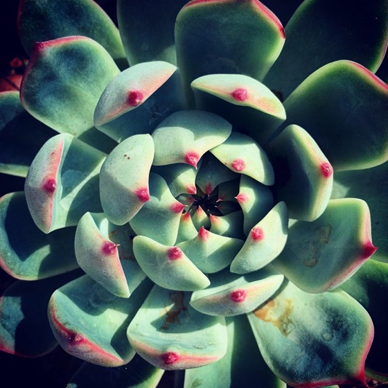 Happy Echiveria In The Garden via Instagram