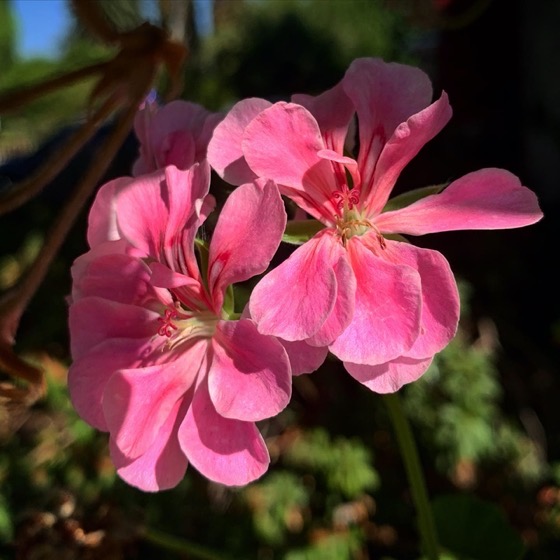 Geranium in the Garden via Instagram