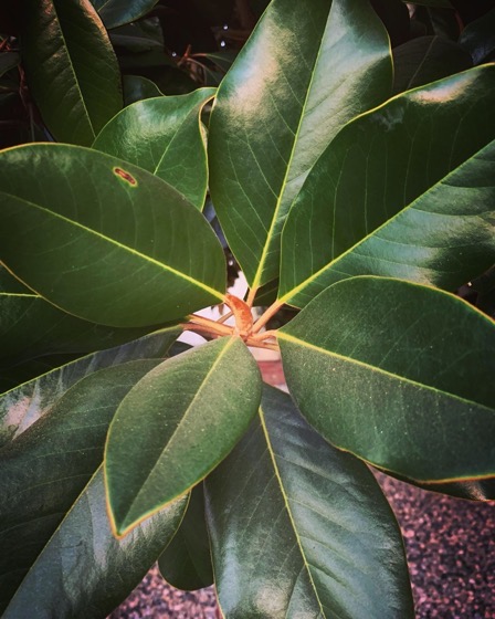 Garden Leaves: Magnolia grandiflora via Instagram