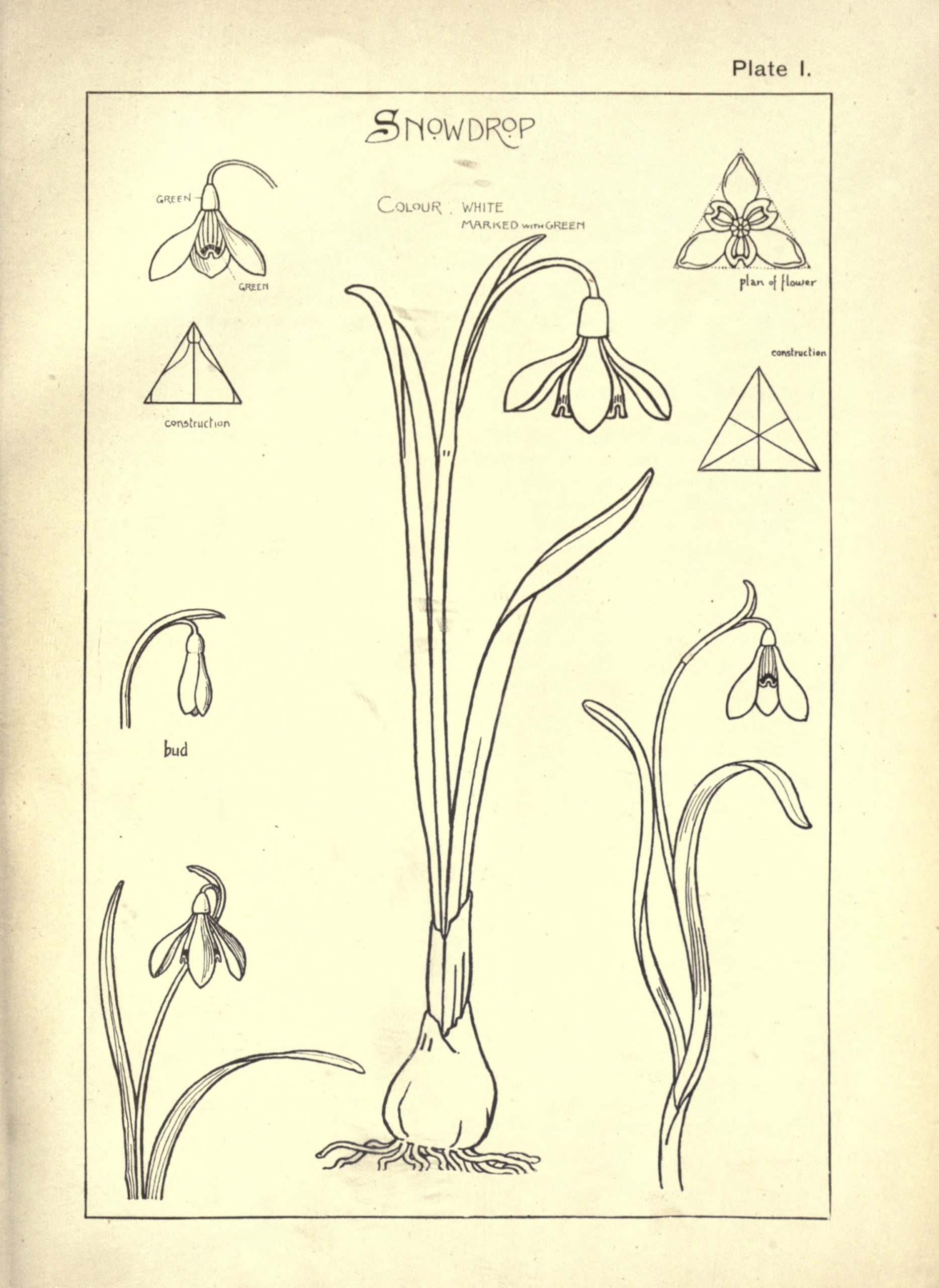 Vintage Botanical Prints - 3 in a series - Nature drawing and design ((1903) by Frank Steeley
