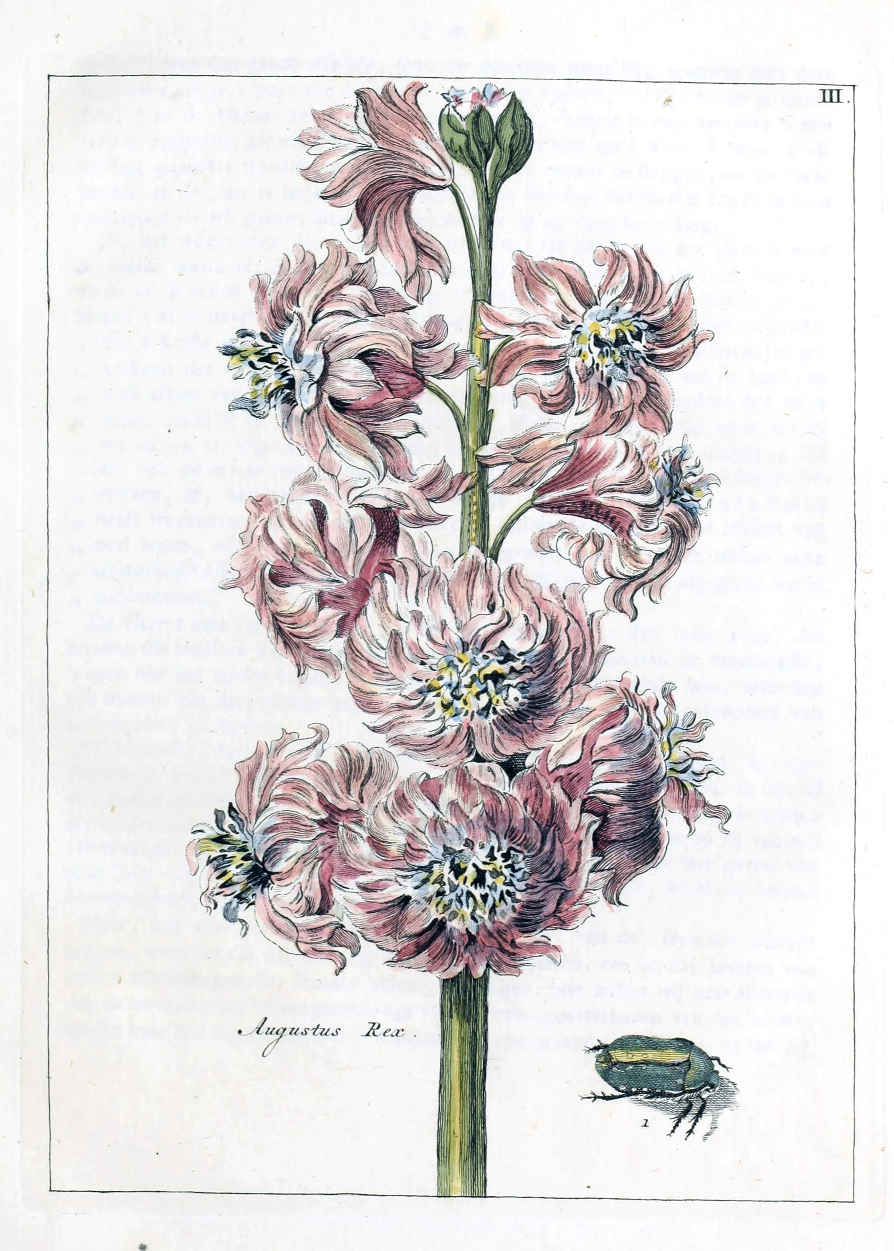 Vintage Botanical Prints - 6 in a series -  Hyacinth Augustus Rex from Nederlandsch bloemwerk (Dutch flower arrangements) (1894)