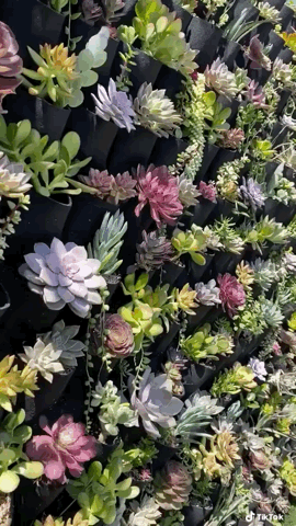 Captivating Cactus and Striking Succulents - 49 in a series - How to build a succulent wall via The Happy Plant on TikTok