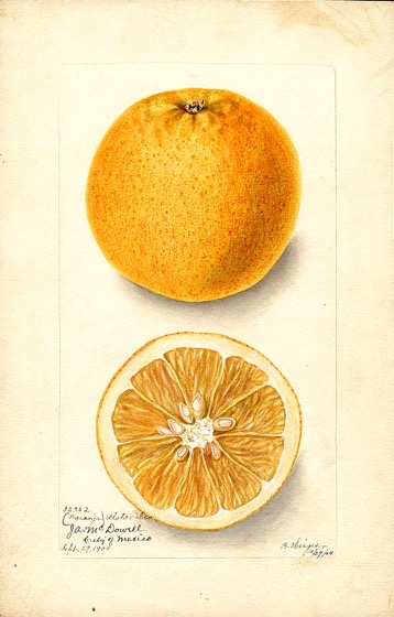 Vintage Botanical Prints - 15 in a series - Naranja Alotonilco variety of oranges via  U.S. Department of Agriculture Pomological Watercolor Collection