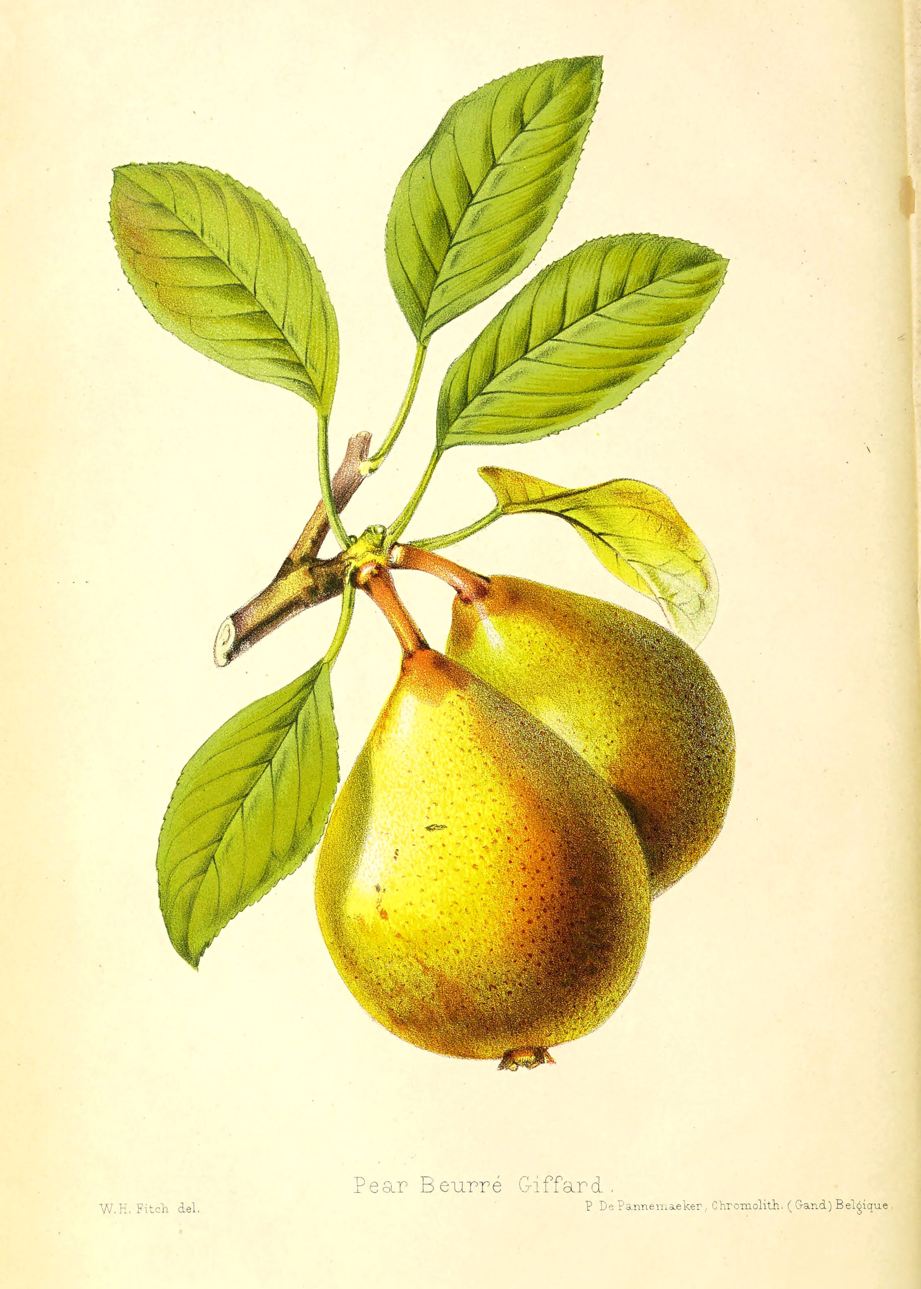 Vintage Botanical Prints - 13 in a series - Pear Beurré Giffard from The florist and pomologist (1879)