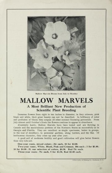 Historical Seed Catalogs - 82in a series - Peonies, iris & herbaceous plants by Sarcoxie Nurseries (1913)