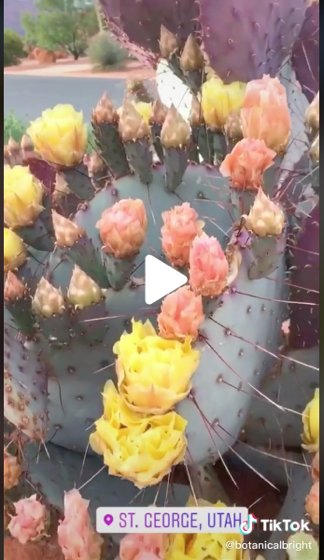 Captivating Cactus and Striking Succulents - 53 in a series - Inspo for the Cactus Collection😍🌵🌸✨ via TikTok