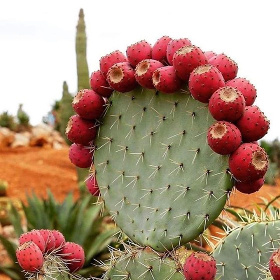 Captivating Cactus and Striking Succulents - 54 in a series - Opuntia robusta via World of Succulents on Instagram