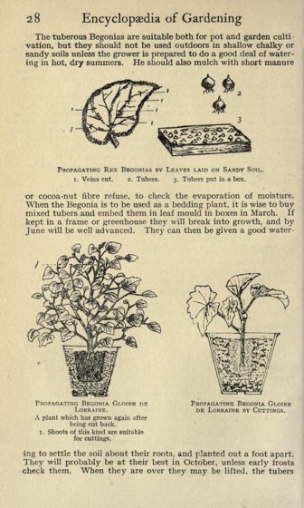 Historical Garden Books - 97 in a series - An illustrated encyclopaedia of gardening (1911) by Walter Page Wright