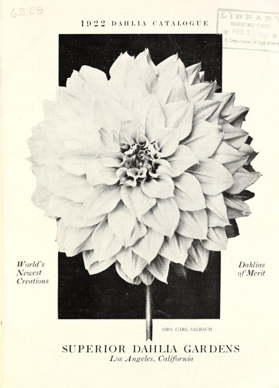 Dazzling Dahlias - 51 in a series - Superior Dahlia Gardens (1922) Dahlia Catalogue