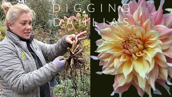 Dazzling Dahlias - 49 in a series - Digging dahlias | Garden cleanup continues via The Impatient Gardner on YouTube [Video]