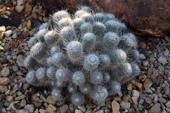 Captivating Cactus and Striking Succulents - 58 in a series - Mammillaria / Desert Botanical Garden, Phoenix, Arizona via Cactus Guy on Tumblr