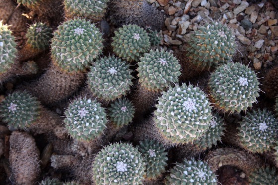 Captivating Cactus and Striking Succulents - 58 in a series - Mammillaria / Desert Botanical Garden, Phoenix, Arizona via Cactus Guy on Tumblr