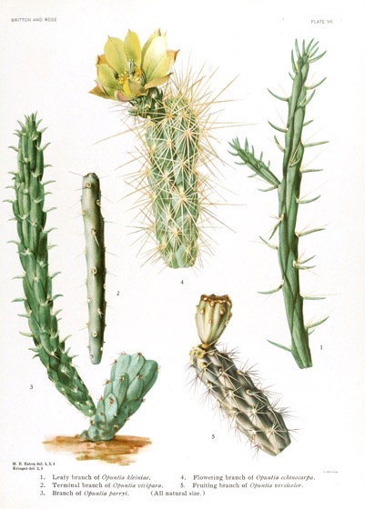 Captivating Cactus and Striking Succulents - 60 in a series - Opuntia from The Cactaceae. v.1. (1919)