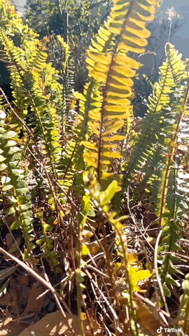 Through the ferns via TikTok [Video]