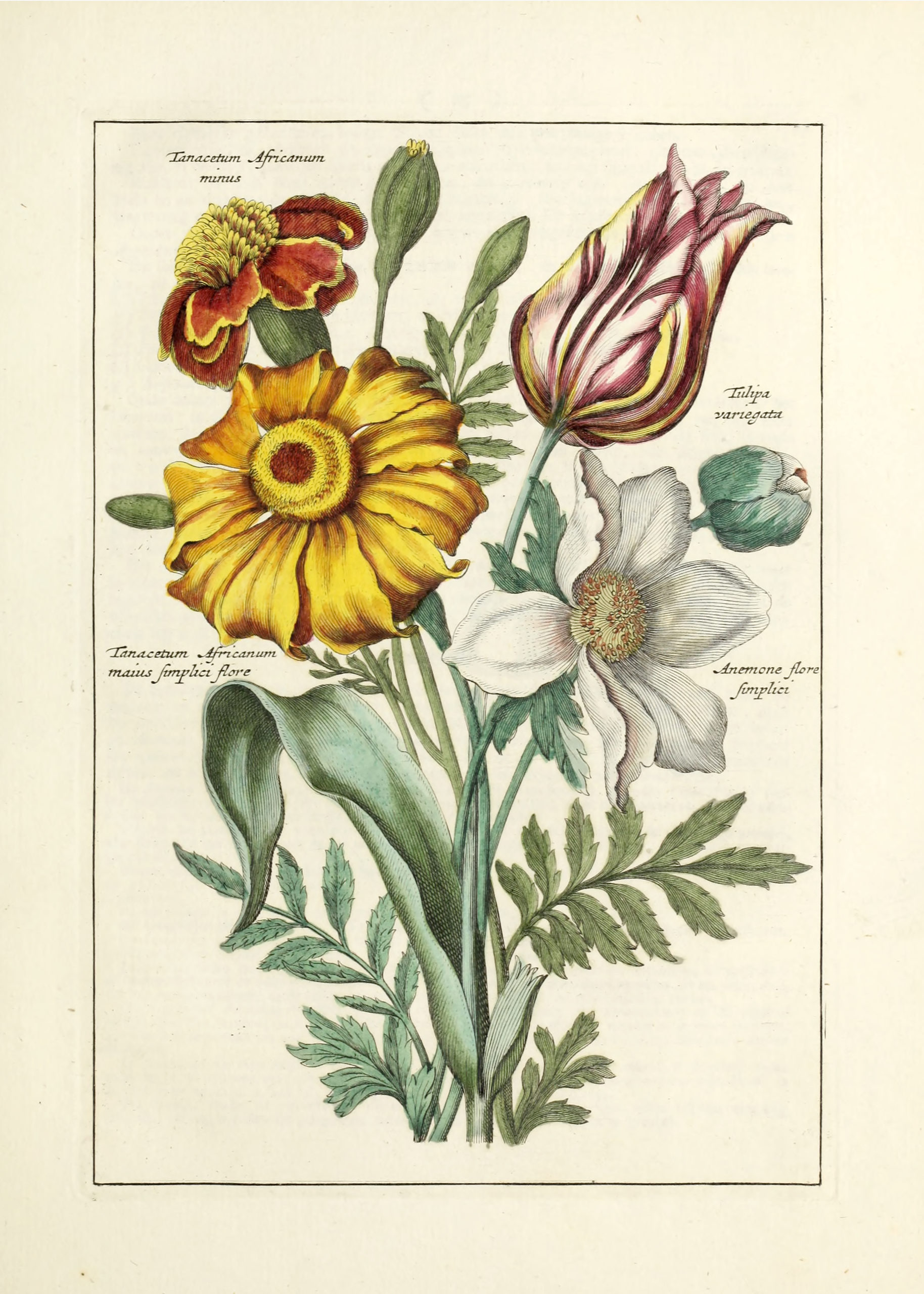 Vintage Botanical Prints - 24 in a series - Flower arrangement from Nederlandsch bloemwerk (Dutch flower arrangements) (1794)
