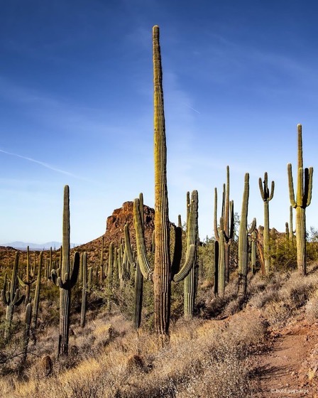 Captivating Cactus and Striking Succulents - 66 in a series - Saguaros via bold.saguaros on Instagram