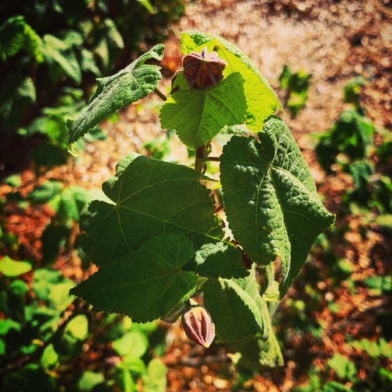 Abutilon Buds In The Garden via Instagram