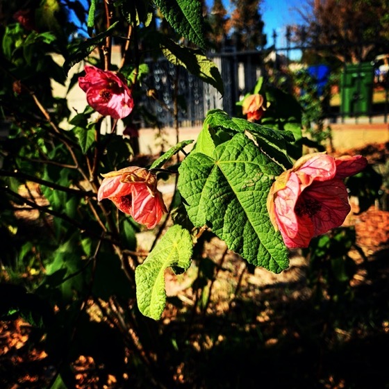 Flowering Now: Abutilon flowers in the garden via Instagram