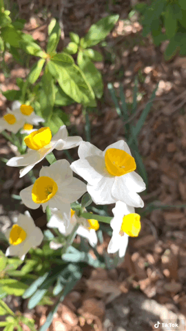 Small bi-color Narcissus in the garden via TikTok