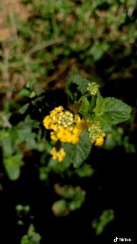 Lantana flowers in slomo via TikTok [Video]