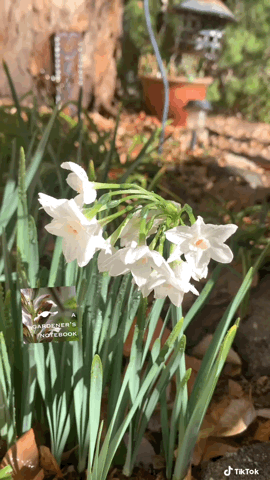 Paperwhite flowers from A Gardener’s Notebook via TikTok [Video]